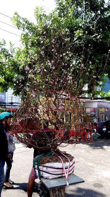 Đào Nhật Tân ở TPHCM "bán đổ bán tháo" ngày cuối năm - 10 Lựa được gốc đào ưng ý, người mua phải mất hàng giờ lựa chọn.