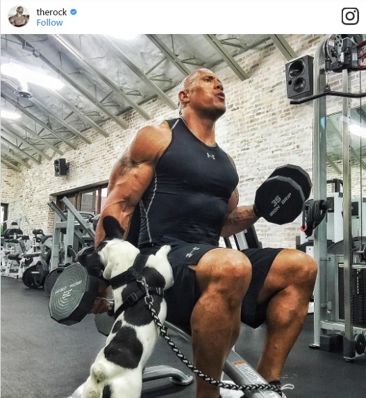 Dwayne trong phòng tập rất nghiêm túc, bởi đây chính là một phần công việc quan trọng của anh mỗi ngày, nhưng cũng có những khi, anh mang theo chú chó thân thiết để tạo sự vui vẻ trong lúc tập luyện.