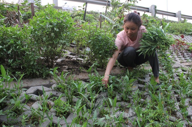 Nhờ vườn rau xanh độc đáo này mà nhiều người dân sống ở khu vực này cho biết họ không phải đi mua rau ngoài chợ.