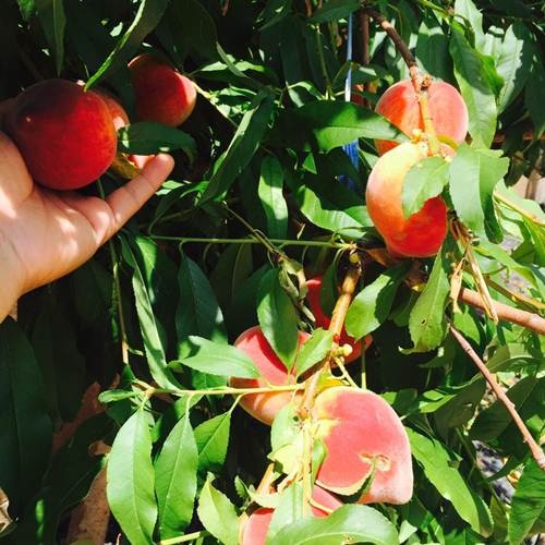 Đào chín đỏ rực vườn được Bằng Kiều khoe trên trang cá nhân.