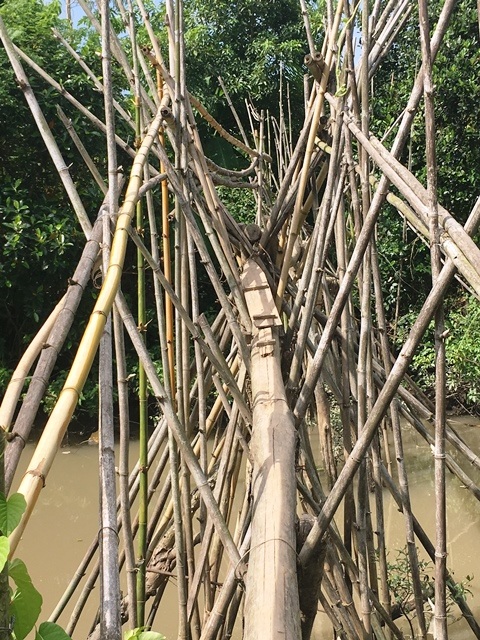 Ngắm cây cầu khỉ “siêu độc” có nhiều trụ hơn... cầu Cần Thơ! - 2 Cây cầu khỉ với chi chít trụ bằng tre cắm xuống sông