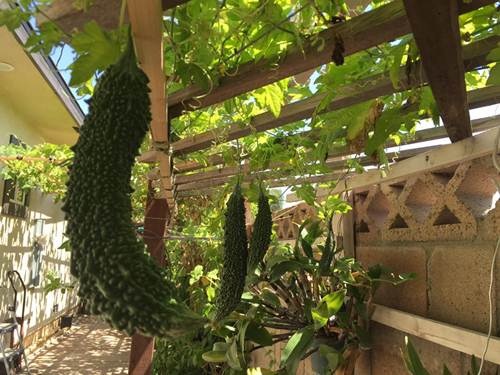 Mướp đắng cũng được Bằng Kiều trồng trong vườn nhà.