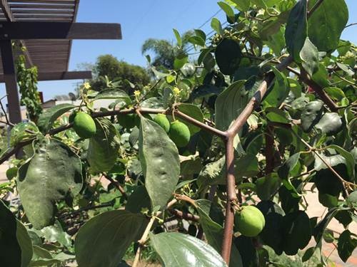 Táo Việt ra trái trĩu trịt