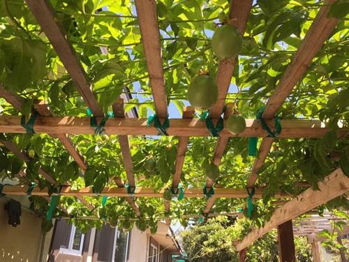 Chanh leo được Bằng Kiều bắc giàn trồng rất cẩn thận.