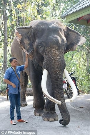 Voi trong phim “Truy tìm tượng Phật” bất ngờ hại chết chủ - 1
Voi Phlai Ekasit đã vừa giẫm chết người chủ của nó tại một vườn thú ở Thái Lan vào sáng thứ 2 vừa qua.