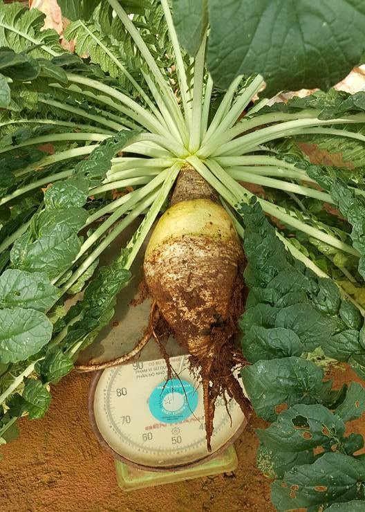 "Tận mắt" củ cải trắng khổng lồ, to gần bằng em bé! - 2
Củ cải trắng có khủng trọng lượng hơn 5 kg