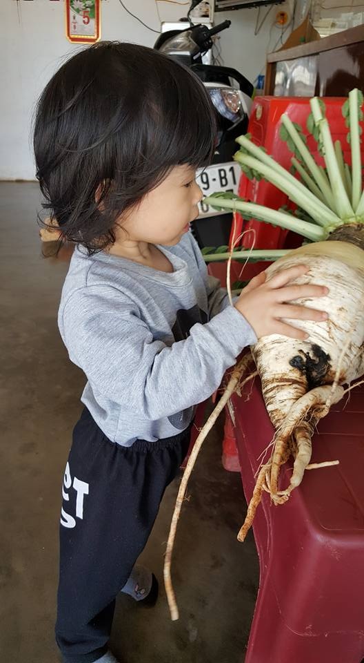 "Tận mắt" củ cải trắng khổng lồ, to gần bằng em bé! - 4 Đây là giống cải có nguồn gốc từ Nhật Bản, được gọi là Sakurajimatrồng nhiều ở tỉnh Kagoshima (Nhật Bản) và hiện gia đình anh Thế Anh đang sở hữu 22 củ cải khủng