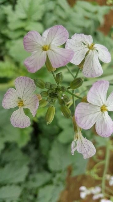 "Tận mắt" củ cải trắng khổng lồ, to gần bằng em bé! - 3
Hoa của những cây cho củ cải trắng khổng lồ có màu tím nhạt đẹp mắt