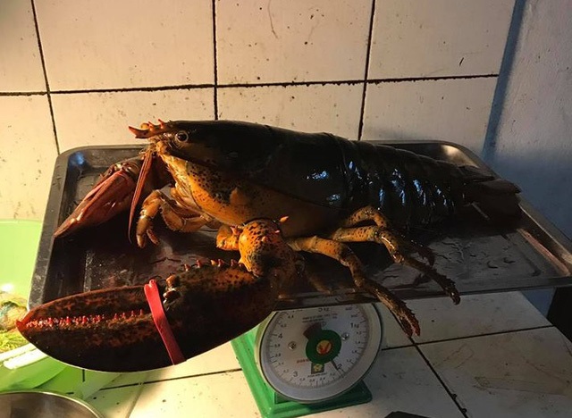 “Sốc” với những món ăn giá nghìn đô của đại gia Việt - 3 So với các loại tôm thông thường, tôm hùm Canada có trọng lượng khá lớn từ 1 – 3kg/ con