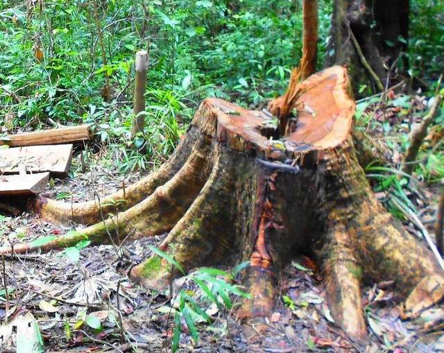 Gần 43 ha rừng tự nhiện huyện An Lão (Bình Định) bỗng dưng biến mất, chính quyền địa phương không hay? (ảnh minh họa).