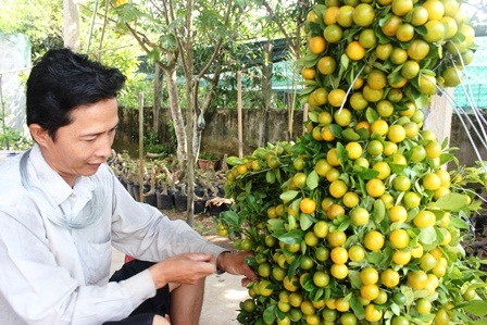 Quất kiểng hình “siêu độc” tất bật chuẩn bị ra chợ Tết - 3 Quất kiểng hình “siêu độc” tất bật chuẩn bị ra chợ Tết - 3