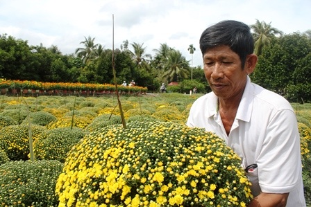 Xứ hoa Bến Tre đẹp như “tranh vẽ” ngày giáp Tết - 2 Xứ hoa Bến Tre đẹp như “tranh vẽ” ngày giáp Tết - 2