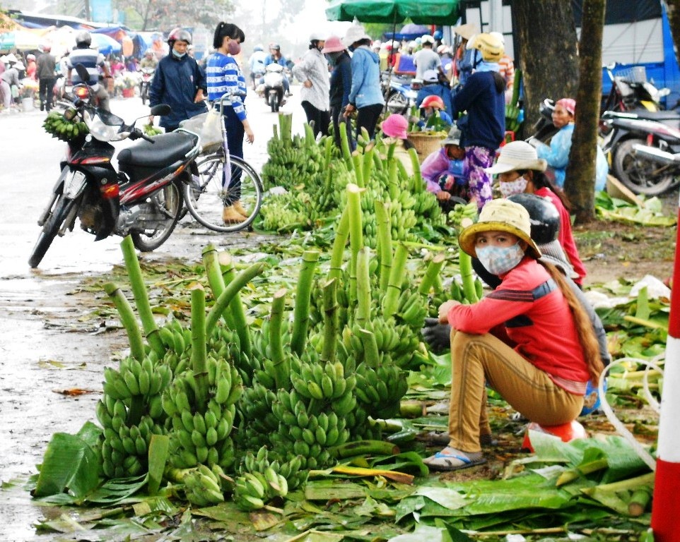 Chuối Tết mất mùa, giá thấp, nông dân kém vui - 1 Chuối Tết mất mùa, giá thấp, nông dân kém vui - 1