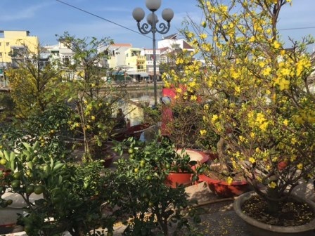 Hoa, kiểng ế ẩm, đồng loạt “xả hàng” chiều 30 Tết - 2 Mai vàng năm nay cũng rất khó bán