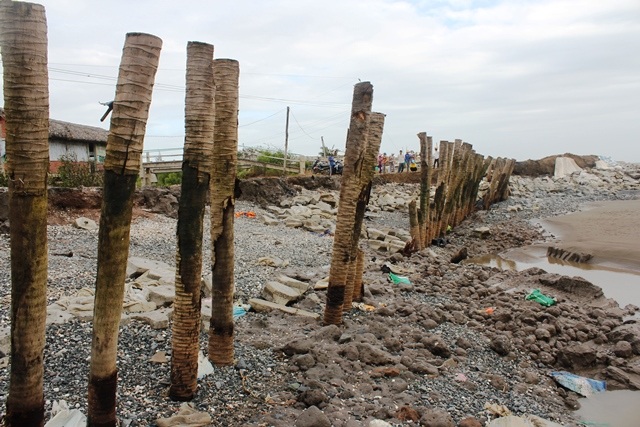 
Những thân cây dừa trơ trọi vì sóng biển
