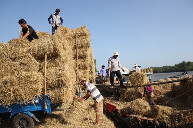 Mùa khô, rơm cuộn hút hàng - 2 Rơm được cuộn thành từng bó rất dễ dàng vận chuyển