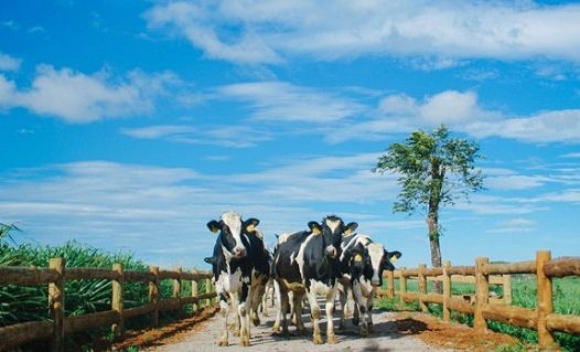 Bước tiến mới trong lĩnh vực organic của ngành sữa - 6 Trang trại bò sữa hữu cơ tại Việt Nam giúp người tiêu dùng Việt có thể được uống sữa hữu cơ theo xu hướng thế giới với giá cả nội địa