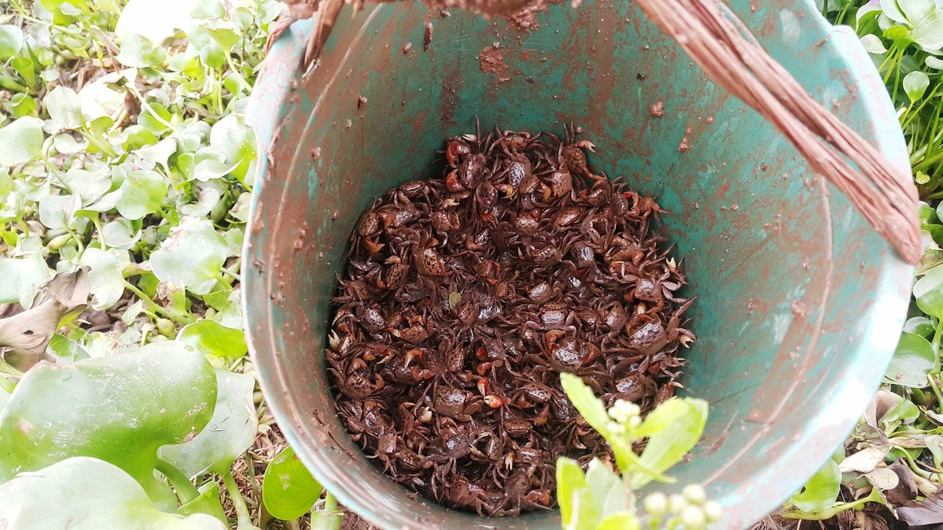 Ninh Bình: Nông dân bắt cáy kiếm tiền triệu mỗi tháng - 1 Giá cáy tăng cao tạo thêm thu nhập cao cho những người đi săn cáy ở Ninh Bình thời gian qua.