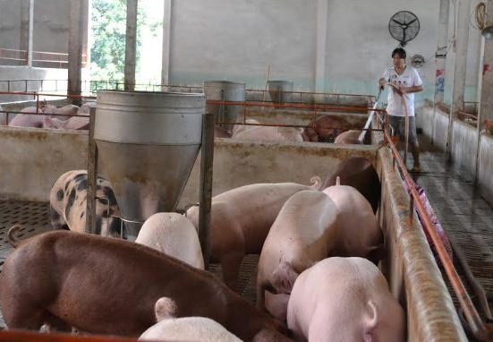 Bán thịt heo với giá 35.000 đồng/kg để cứu người chăn nuôi - 1 Người nuôi heo tại nhiều tỉnh đang chịu lỗ nặng vì heo đến lứa xuất chuồng mà chẳng ai mua, có mua thì với giá rẻ mạt