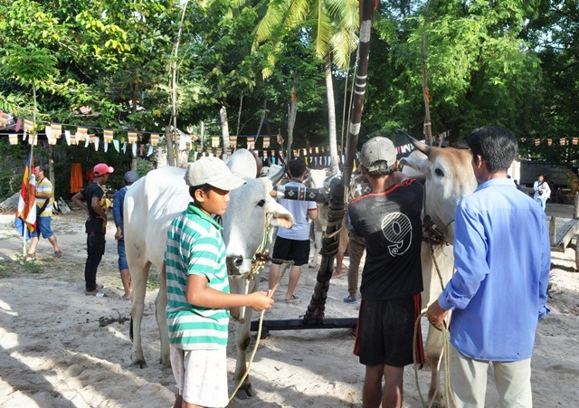 Cặp bò chuẩn bị đua