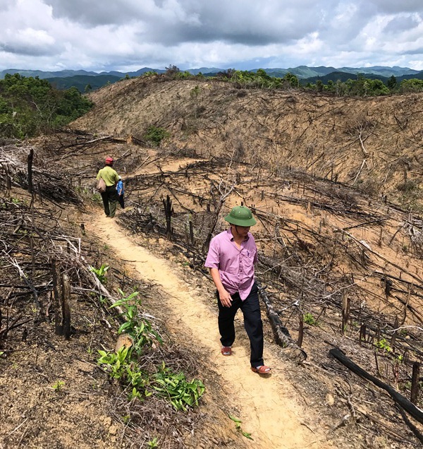 Dù là rừng quy hoạch phòng hộ nhưng diện tích rừng bị phá rất lớn