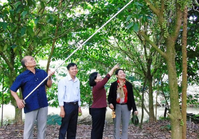 Ngắm Homestay độc đáo không đụng hàng của lão nông Cần Thơ - 5 Ông Liền (áo xanh) đang dẫn khách tham quan vườn trái cây