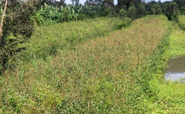 Nhiều diện tích tràm Úc ở Sóc Trăng đang bị sâu lạ tàn phá nhưng chưa có cách nào trị triệt để.