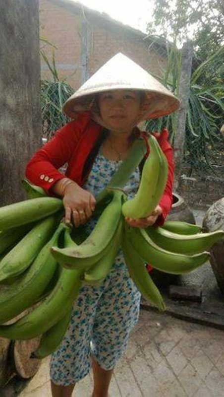 Đổi đời nhờ những loại quả khổng lồ “hái” ra tiền ở Việt Nam - 5 Giống chuối khổng lồ.