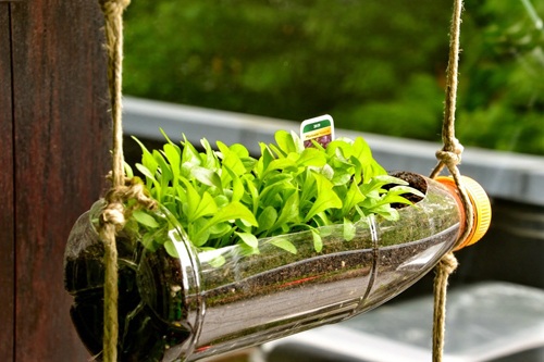 Vừa mang đến cho gia đình nguồn rau sạch và an toàn, vừa là một cách làm đầy thân thiện với môi trường, những vườn rau sạch bằng chai nhựa đang được chị em nhân rộng trong khu vực thành thị.