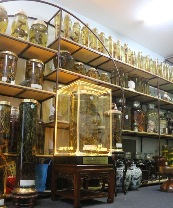 Đây là củ sâm Ngọc Linh được ghi nhận là lớn nhất thế giới hiện nay.