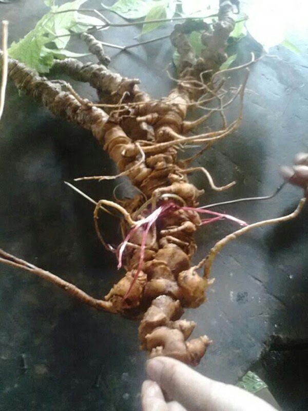 Chiêm ngưỡng những “báu vật” sâm Ngọc Linh trăm tuổi quý hơn vàng - 2 Củ sâm Ngọc Linh “khủng” 100 năm tuổi, nặng gần 1kg được tìm thấy ở núi Ngọc Linh