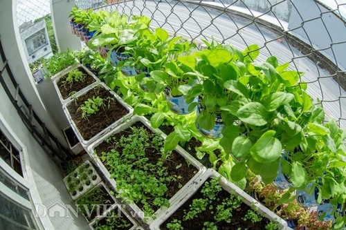 Tính tới thời điểm hiện tại ông bố trẻ 9x này đầu tư cho vườn rau với chi phí cực rẻ chỉ 100.000 tiền hạt giống, 2 bao sơ dừa 40.000, 12 thùng xốp 60.000 đồng. Mới trồng được hơn một tháng, vườn rau của ông bố 9x này đã có kha khá các loại rau: rau xà lách, rau cải ngọt, rau ngò, rau diếp cá, rau cần, cà chua, mồng tơi,...