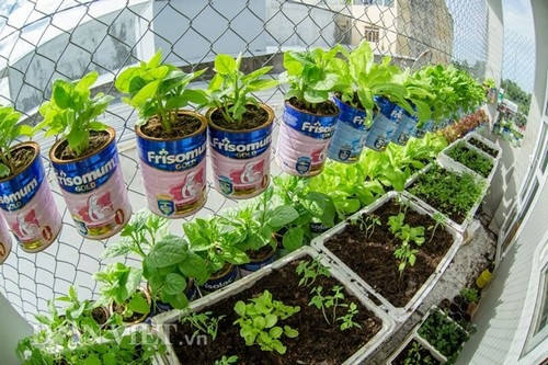 Với điều kiện chật hẹp nhà không có vườn thì việc có những mớ rau xanh tự trồng là cả một vấn đề. Vì vậy, với số diện tích ít ỏi 4m2, anh Biển đã lên mạng tham khảo nhiều diễn đàn về trồng cây ở các nước và sử dụng chính những chiếc vỏ hộp sữa của cậu con trai để chế ra kiểu trồng rau sáng tạo cho vườn chật nhà mình.