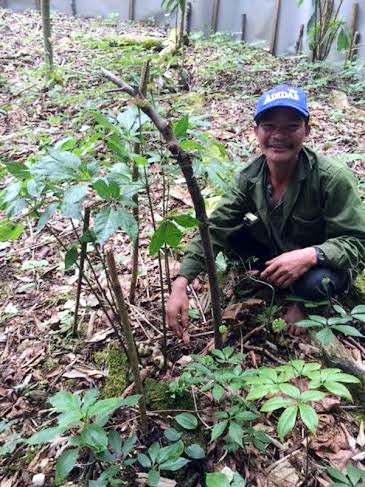 Chiêm ngưỡng những “báu vật” sâm Ngọc Linh trăm tuổi quý hơn vàng - 4 Ông Hồ Kim Lĩnh bên gốc sâm Ngọc Linh Tổ có tuổi đời hàng trăm năm trong vườn nhà. Nhờ cây sâm Tổ này mỗi năm cho ông hơn 1.000 hạt giống để nhân rộng vườn sâm triệu USD của mình.