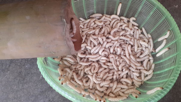 Lạ lùng bèo tây, trứng ung thành... đặc sản Hà Thành - 4 Sâu tre khá phổ biến ở vùng núi Sơn La hoặc khu vực Mường Lát (Thanh Hóa)