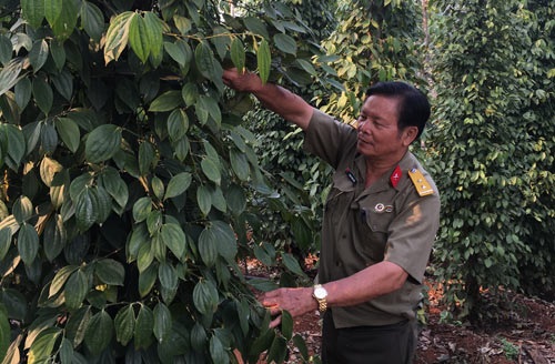 Lão nông tỷ phú, trồng củ cải thu 400 tỷ đồng/năm - 1
Nhờ trồng cao su và hồ tiêu mà ông Trịnh Đình Cây thu lợi nhuận từ 5-10 tỷ đồng/năm (ảnh Hữu Ký)