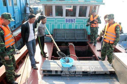 Phát hiện 6.000 con cá song nhập lậu từ Trung Quốc - 1 Lực lượng Biên phòng kiểm tra tàu có biểu hiện nghi vấn, phát hiện 6.000 con cá song nhập lậu (ảnh TTX)