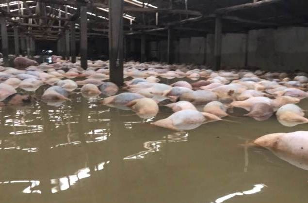 Lợn sống chới với "vượt lũ" giữa gần 6.000 con lợn chết - 3
Số lượng lợn chết vẫn tiếp tục tăng lên, đã lên gần 6.000 con.