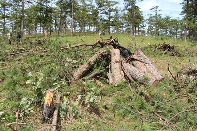 Bắt 2 đối tượng phá rừng thông để lấy đất bán - 6 Các đối tượng đã cắt gỗ thành những đoạn 1 - 2m, chất thành đống để đốt nhằm xóa dấu vết