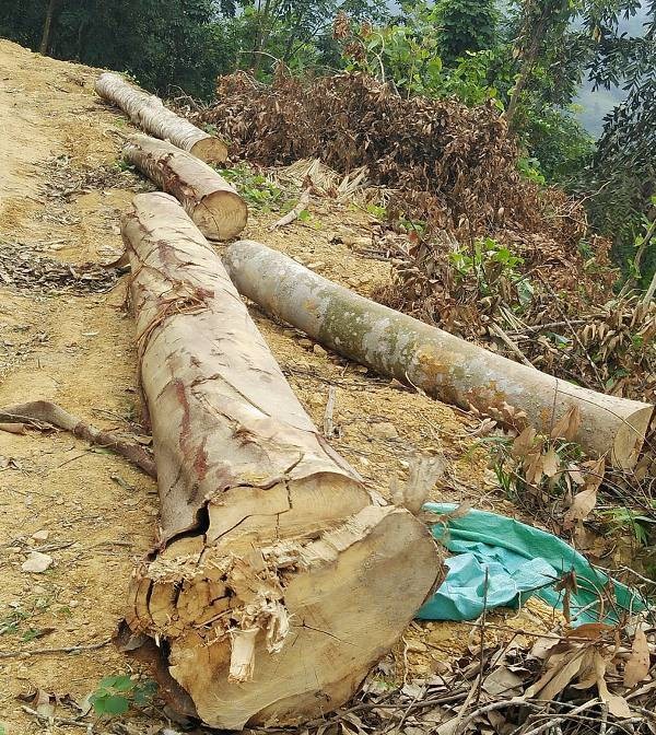 Dự án cải tạo rừng nghèo kiệt: Có công văn tạm dừng thì... rừng đã kiệt! - 2 Nhiều cây gỗ lớn đã được cắt và vận chuyển ra đường