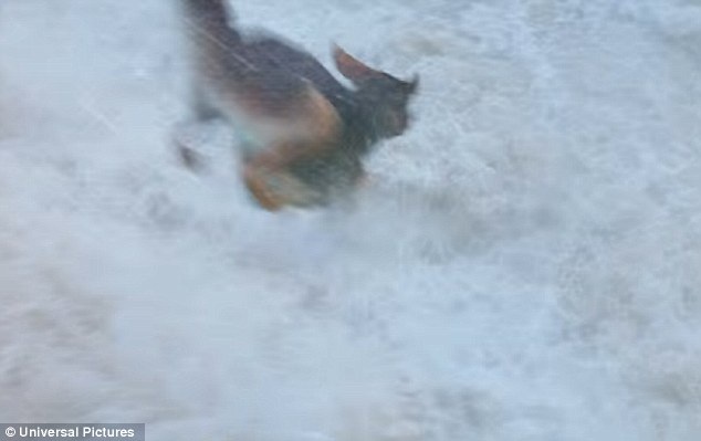 Phim làm về thú cưng bị nghi… ngược đãi động vật - 5 Cảnh quay gây tranh cãi này khi lên phim chỉ kéo dài… một giây.