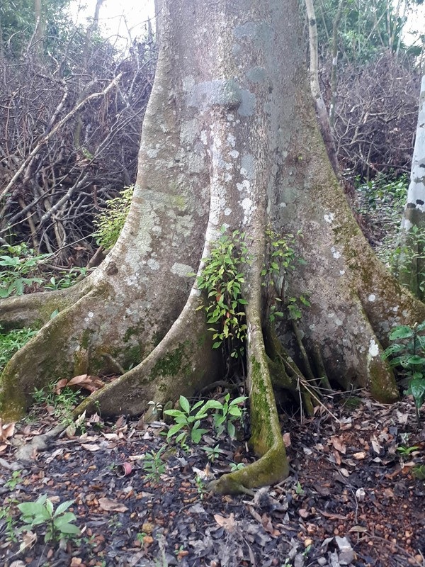 Cận cảnh “rừng” si cổ độc đáo được lưu giữ trong ngôi đền linh thiêng - 4 Một gốc si cổ thụ sừng sững theo thời gian.