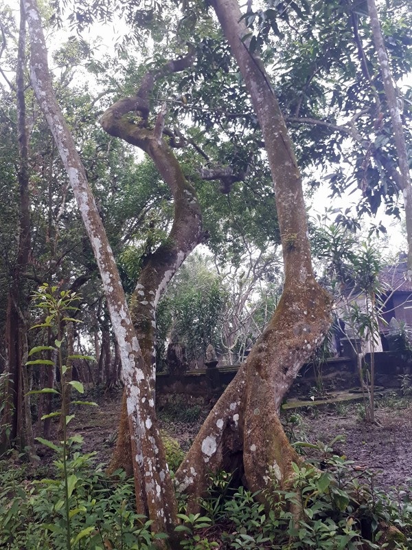Cận cảnh “rừng” si cổ độc đáo được lưu giữ trong ngôi đền linh thiêng - 8 Không chỉ có cây si, khu đền thờ linh thiêng còn nhiều loại cây cổ quý khác. Chúng cao lớn và có nhiều hình thù khác nhau.