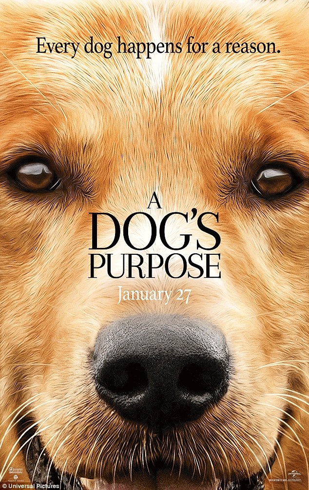 Phim làm về thú cưng bị nghi… ngược đãi động vật - 9 Bộ phim “A Dog’s Purpose” có sự tham gia diễn xuất của 5 chú chó, trong đó nhân vật chính là chú chó Bailey.