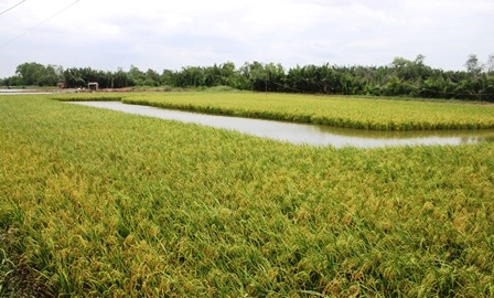 Mô hình cánh đồng lúa - tôm sạch: Cơ hội làm giàu ở vùng nhiễm mặn - 4 Ngoài sản phẩm lúa sạch, nông dân có thể thu hoạch thủy sản sạch trong ruộng lúa