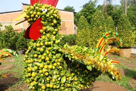 Quất kiểng hình “siêu độc” tất bật chuẩn bị ra chợ Tết - 7 Quất kiểng hình “siêu độc” tất bật chuẩn bị ra chợ Tết - 7