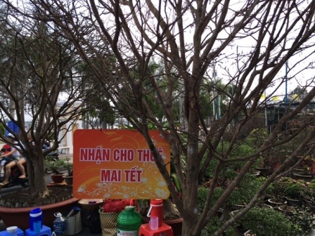 Hoa, kiểng chơi Tết “rục rịch” ra phố - 3 Chậu mai vàng được đặt bảng cho thuê trong dịp Tết