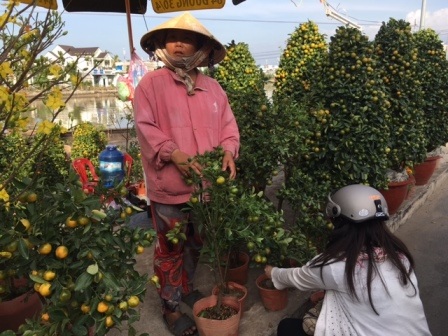 Hoa, kiểng ế ẩm, đồng loạt “xả hàng” chiều 30 Tết - 3 Quất kiểng năm nay khá ế ẩm