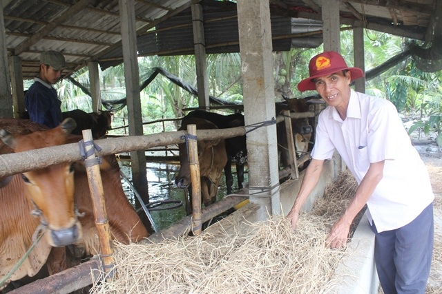 Mùa khô, rơm cuộn hút hàng - 3 Nhu cầu rơm cho bò ăn trong mùa khô khá lớn
