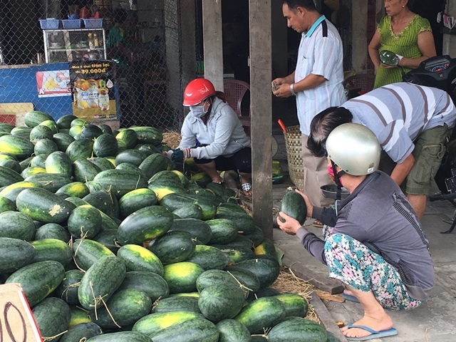 Dưa hấu rớt giá thảm, 10.000 đồng/3 kg - 4 Nhiều người mua dưa hấu với giá rẻ